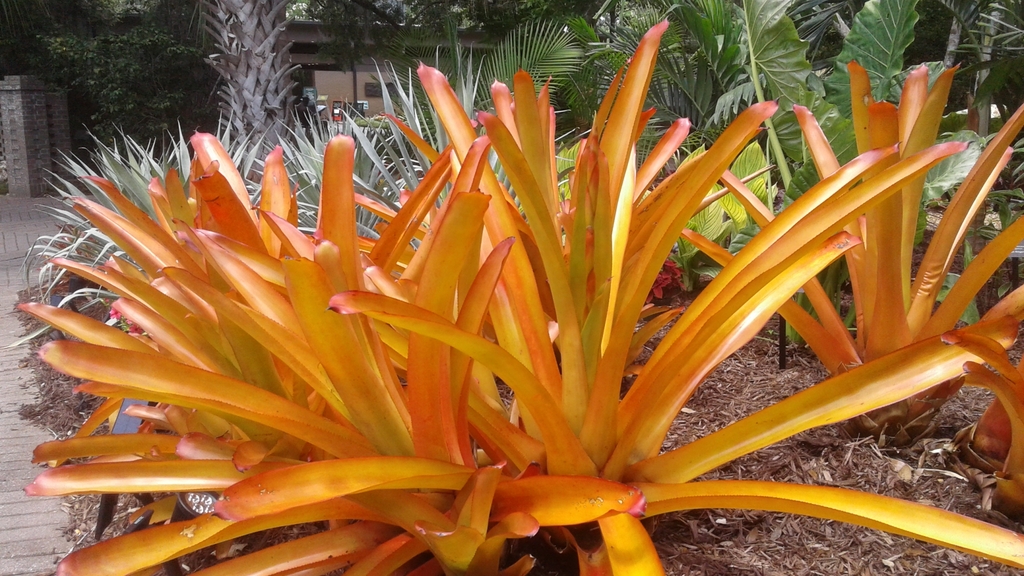 Rosette plant with strappy, golden-orange leaves.