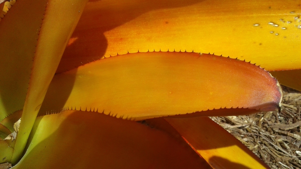 strappy, golden-orange leaves with marginal teeth.