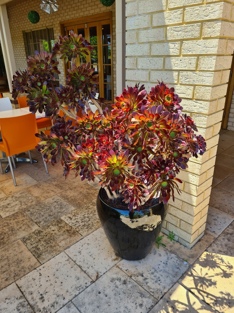 Form of A. arboreum in a pot