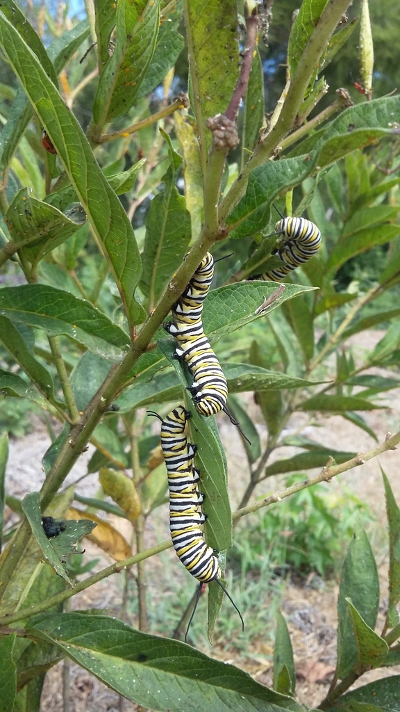 Monarch Larva