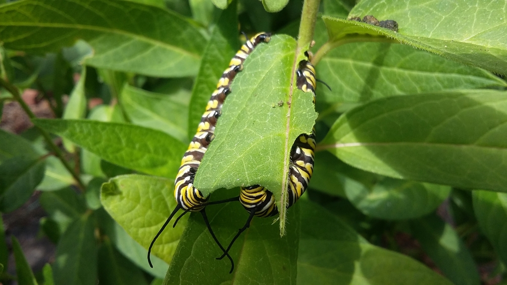 Monarch Larva