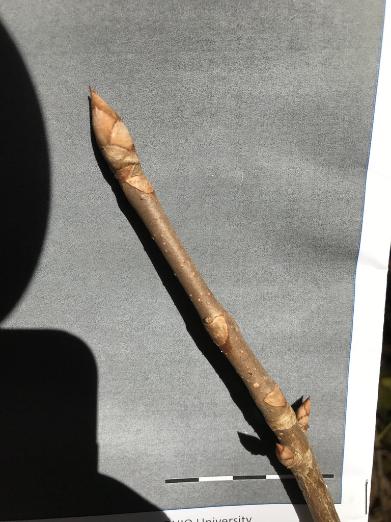 Terminal and stem buds