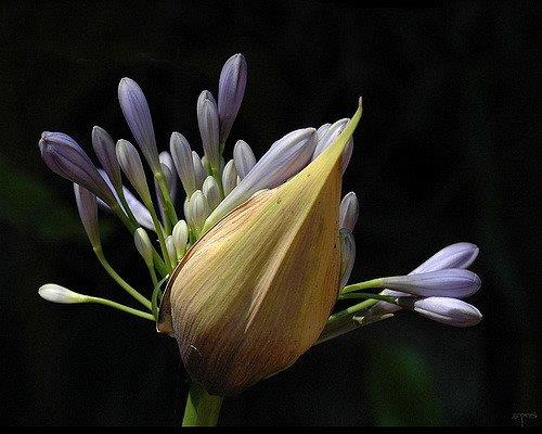 Agapanthus africanus