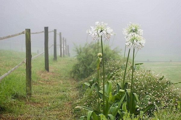 Agapanthus africanus