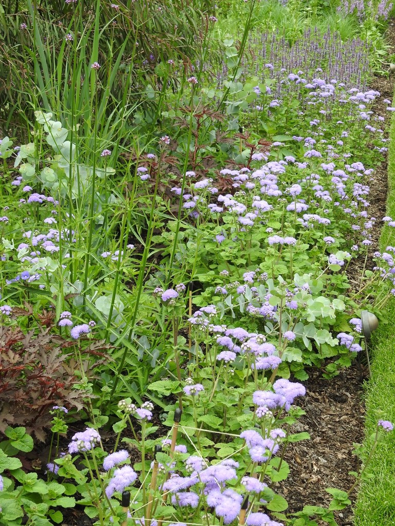 Ageratum houstonianum 'Blue Horizon'  mass planting