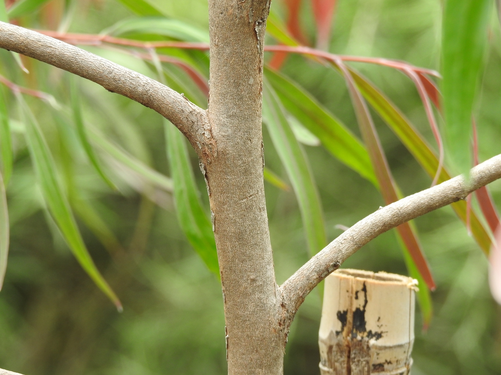 'Burgundy' bark