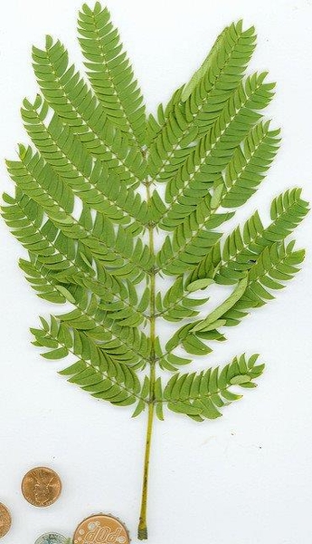 Albizia julibrissin