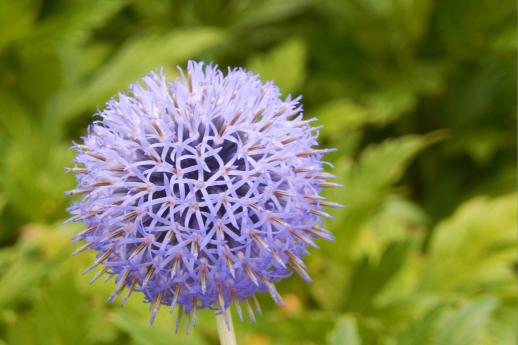 Many star-shaped flowers in a round umbrel