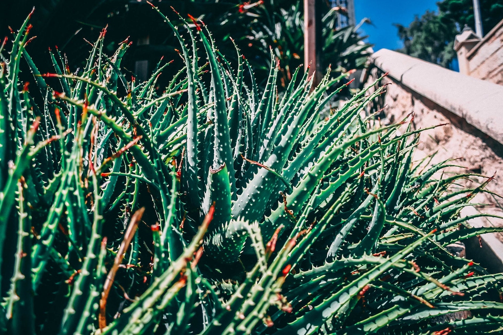 Aloe vera