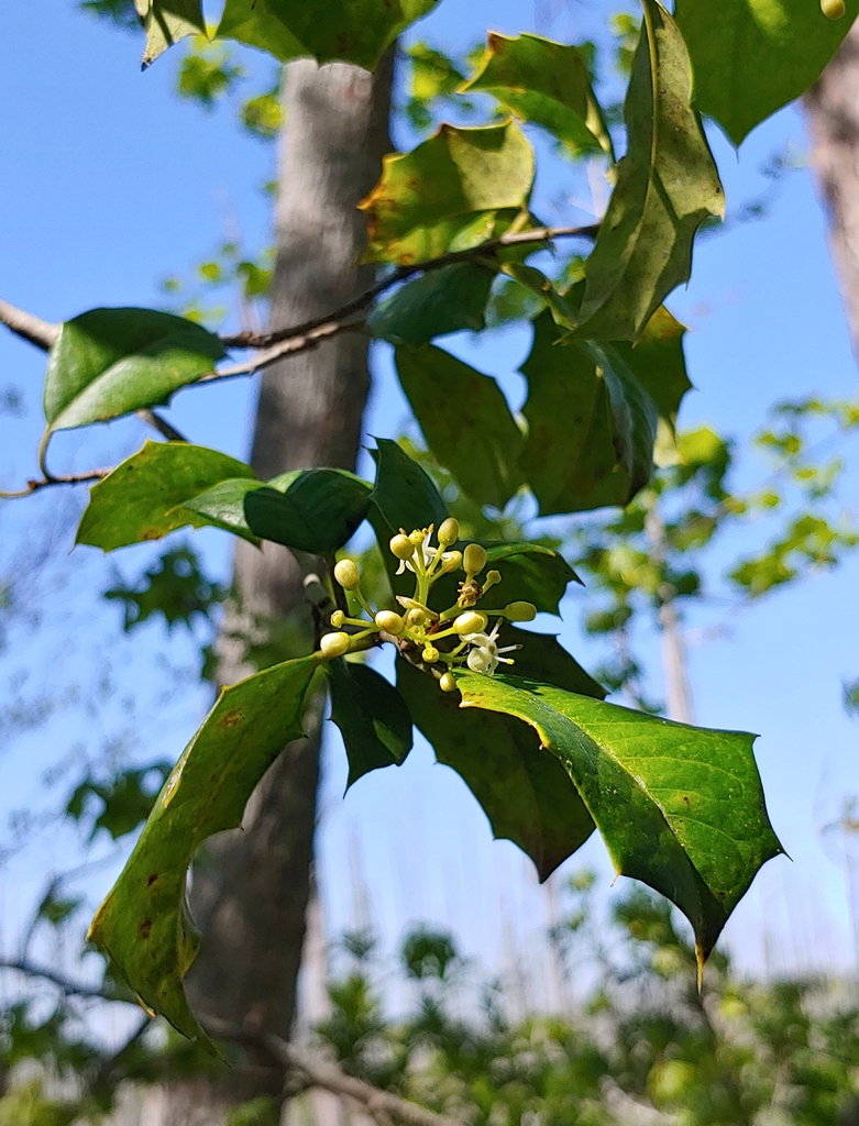 american holly spring brunswick nature park skdavidson