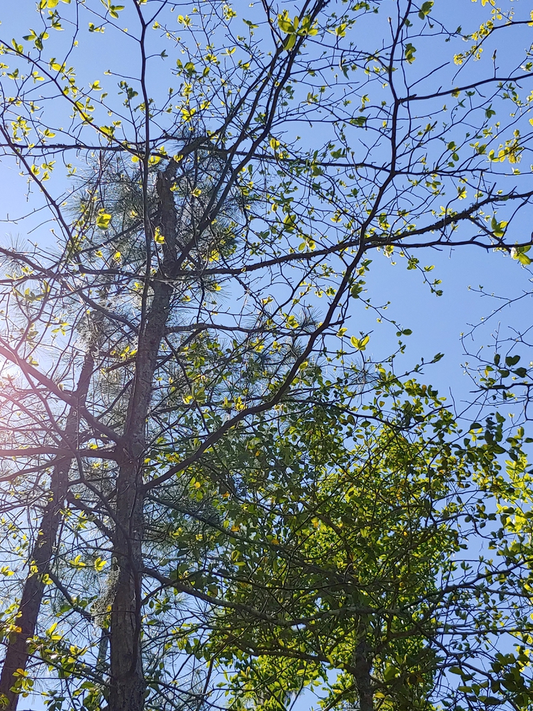 Tree in winter, bare branches silhouetted against the sky.
