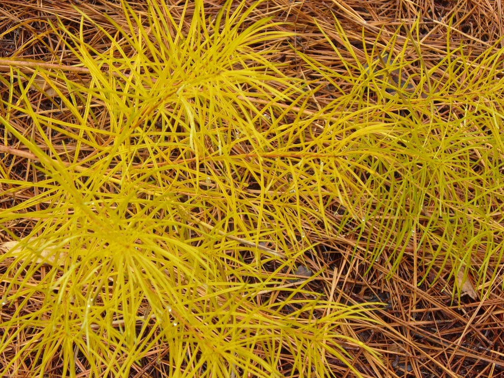 Amsonia ciliata in the fall in Moore County