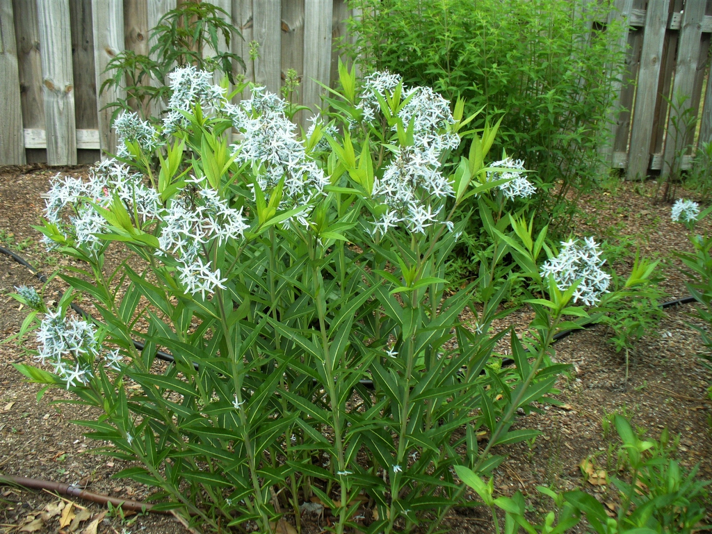 Form in full bloom in the spring in Moore County
