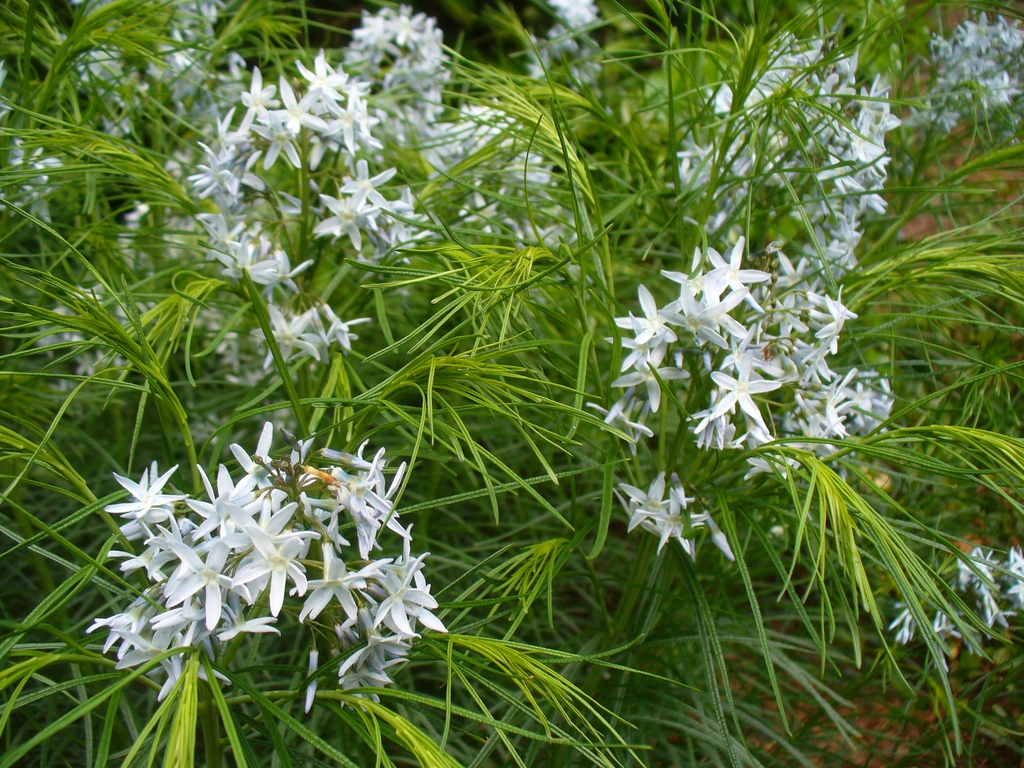 Flowers and leaves in spring in Moore County