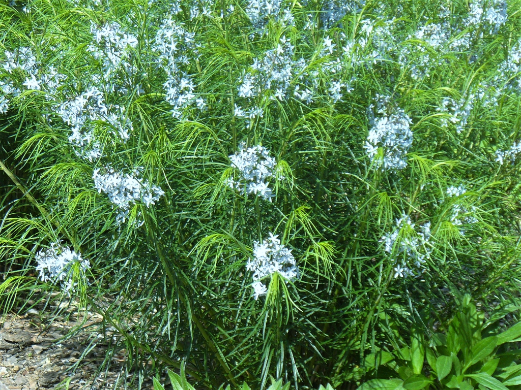 Flowers, leaves, and form in the spring in Moore County