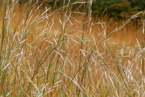 Andropogon ternarius