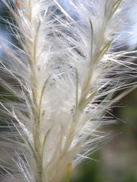 Andropogon ternarius