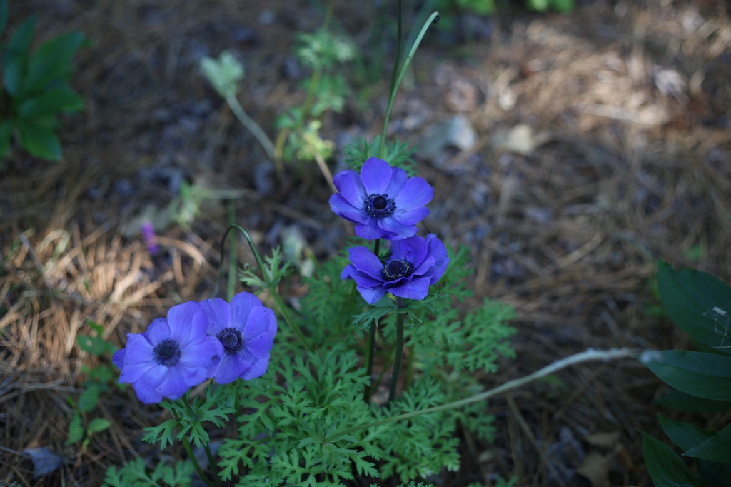 Cultivar with blue flowers