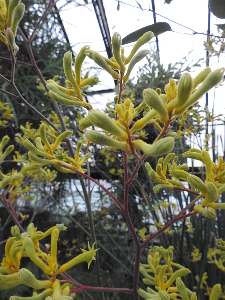 'Big Roo Yellow'