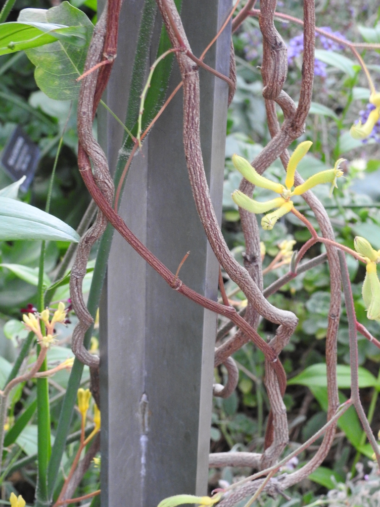 'Big Roo Yellow' stems