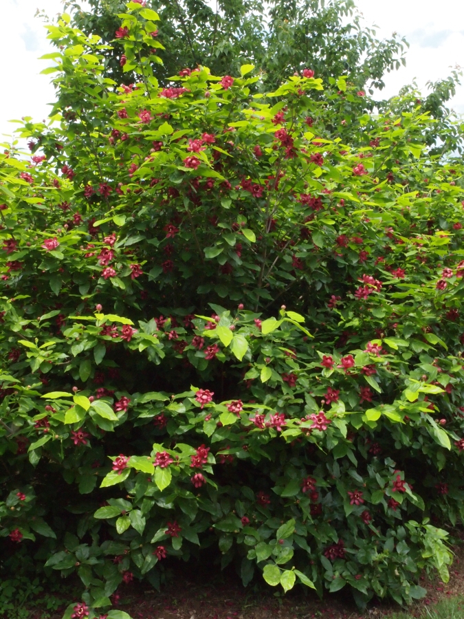 Bush with coarse foliage & many large red flowers.