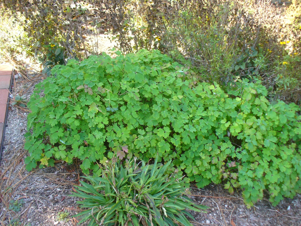 Aquilegia canadensis with Stokesia laevis in the fall
