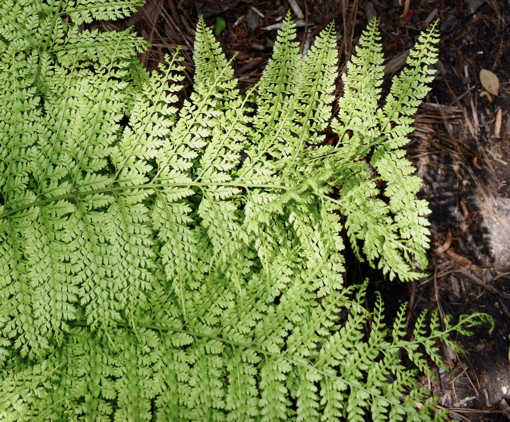 Fronds - April - Wake Co., NC
