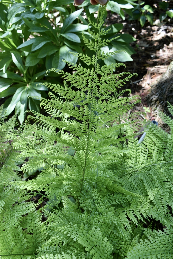 Fronds - April 22 - Wake Co., NC