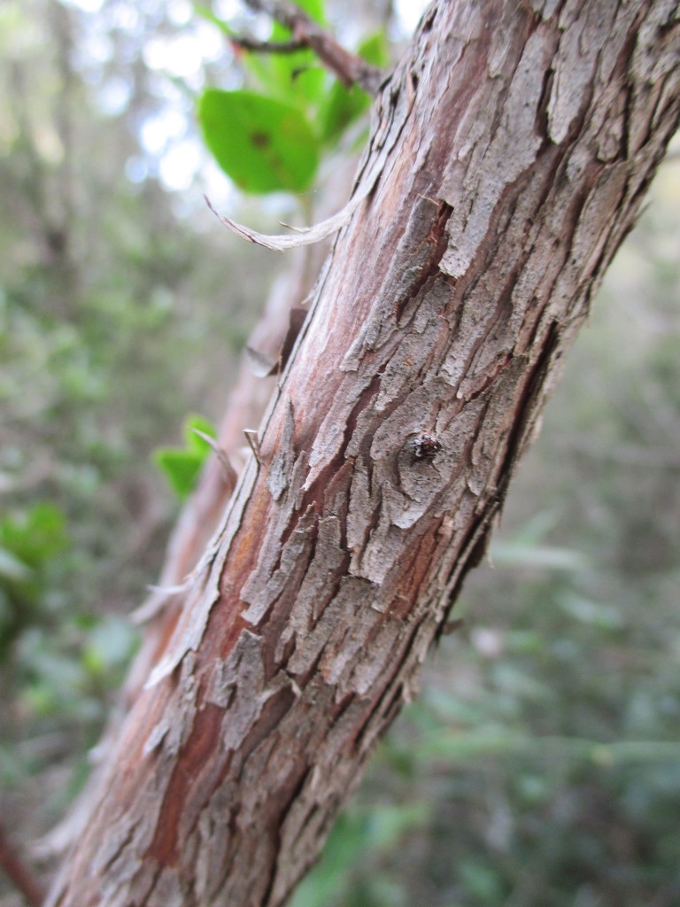 Peeling bark