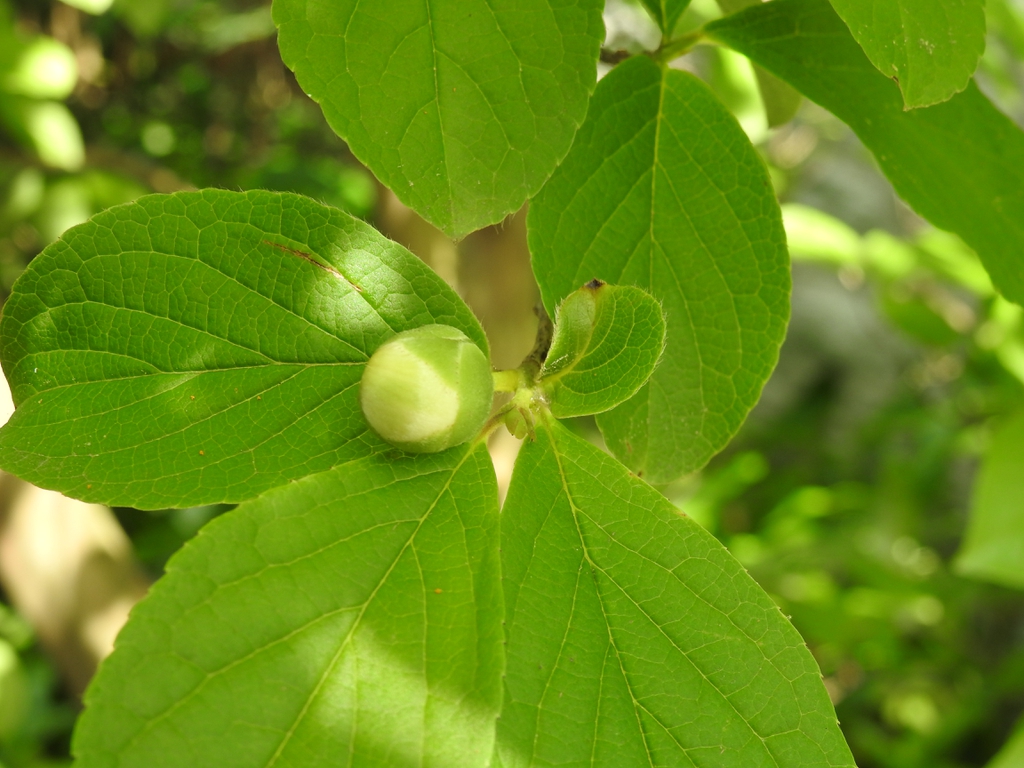 Flower bud