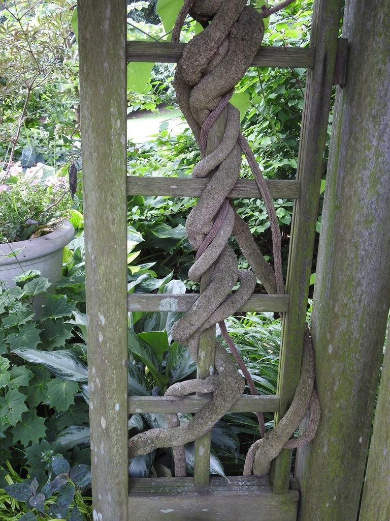 Aristolochia tomentosa twinning vine