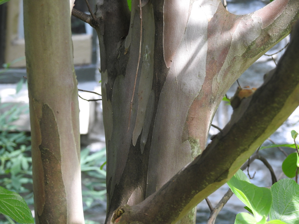 Smooth mottled bark