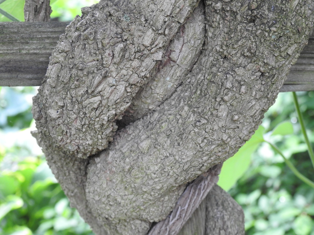 Aristolochia tomentosa bark