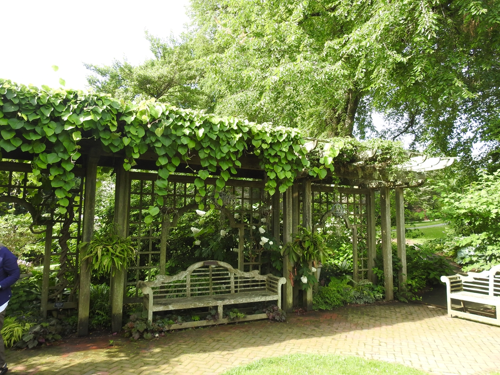 Aaristolochia tomentosa form