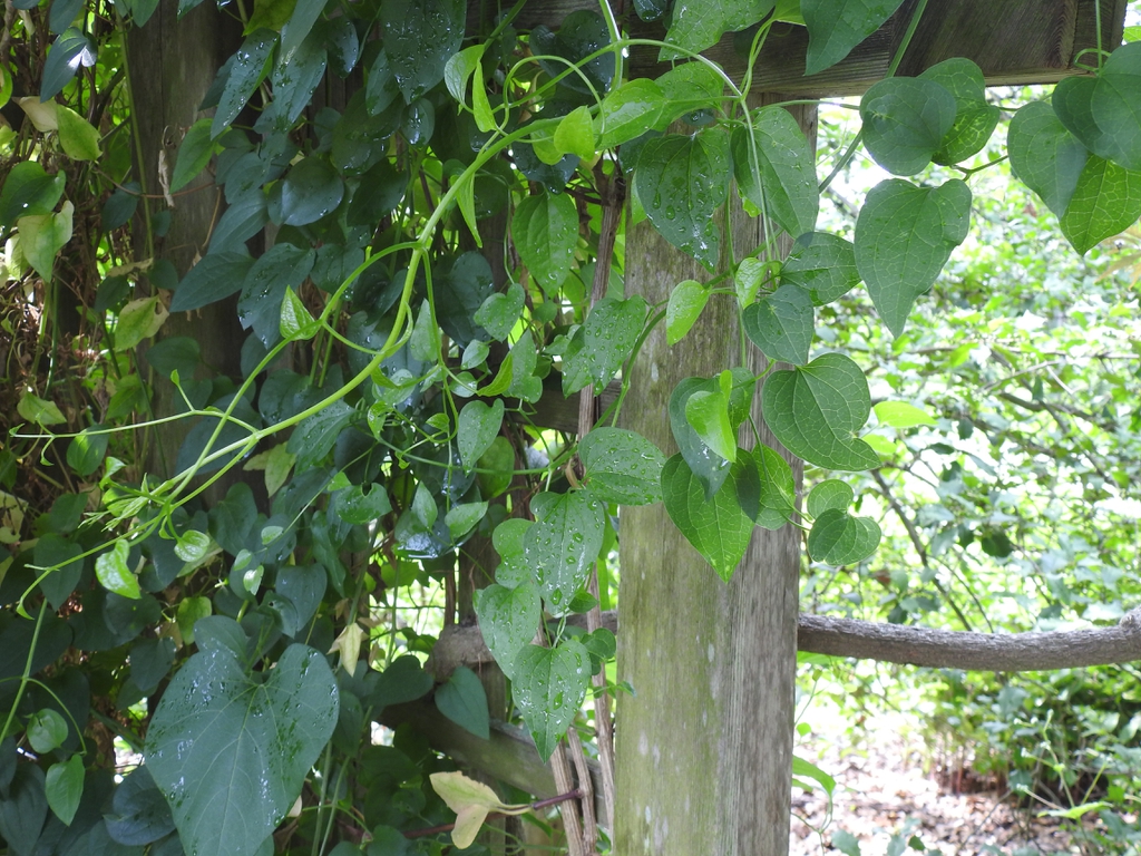 Aristolochia tomentosa leaves