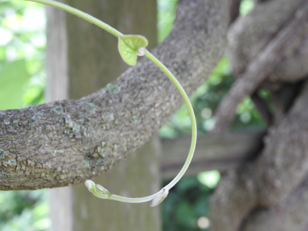 Aristolochia tomentosa newleaf