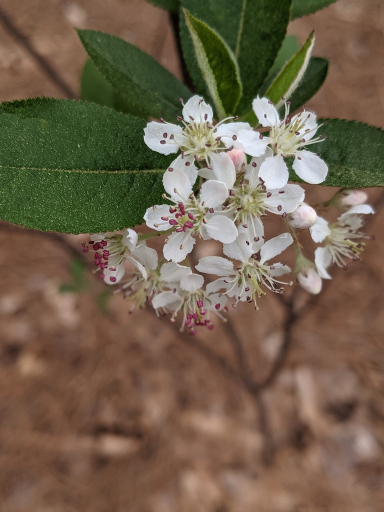 Umbels of white, 5-petaled flowers with many stamens.