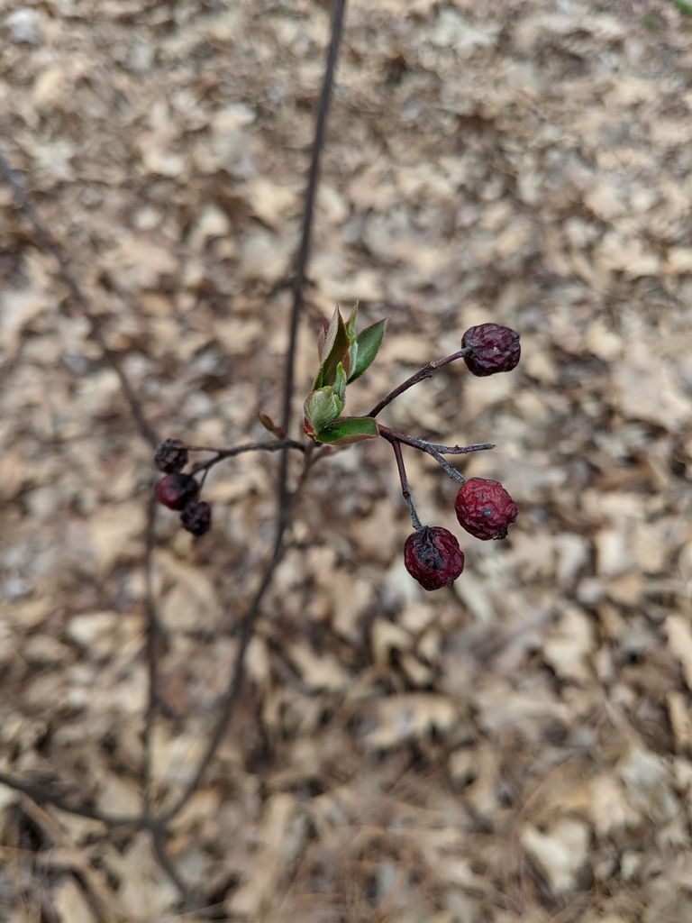 New leaves emerging; wrinkled, last season's fruits persisting.