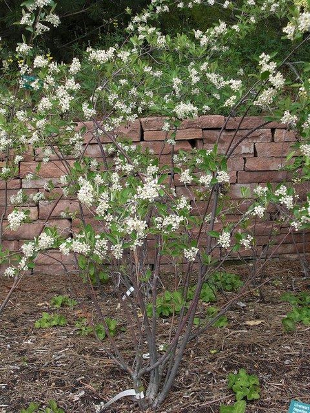 Open shrub with umbels of white flowers.