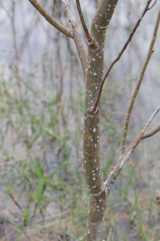 Bark