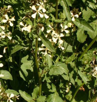 Eruca vesicaria