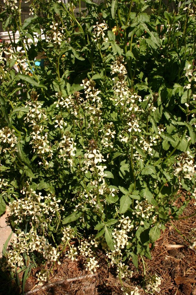 Eruca vesicaria