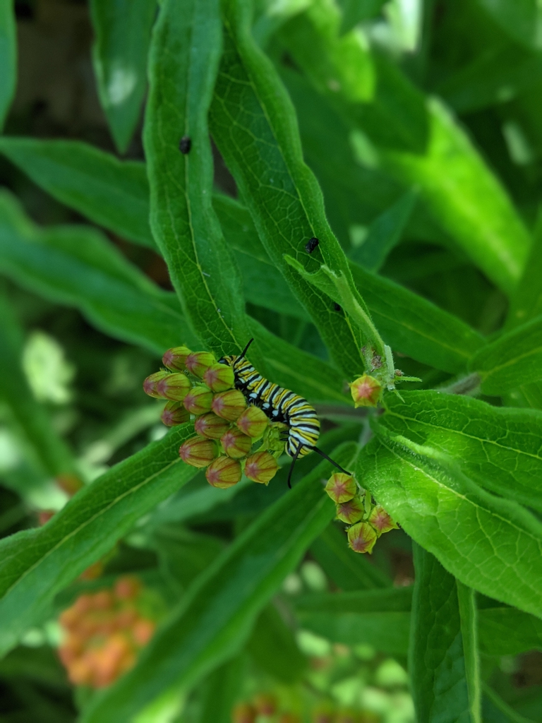 Leaves and Buds with Monarch Caterpillar