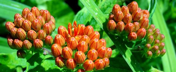 Clusters of orange flower buds.