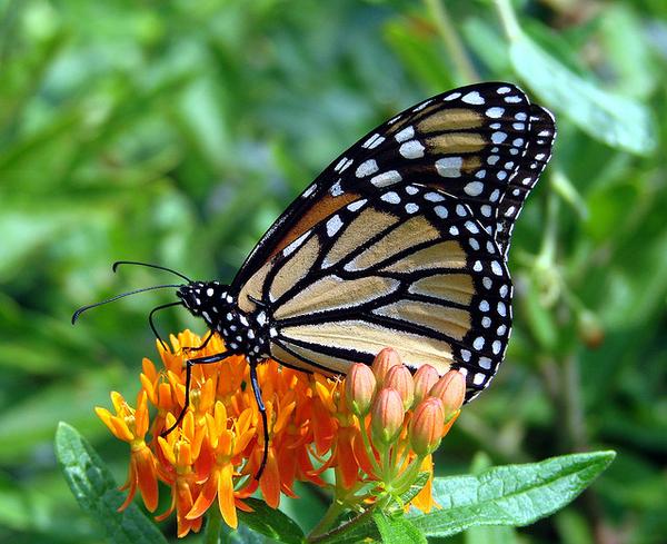 Orange, black & white butterfly perched on orange flower cluster