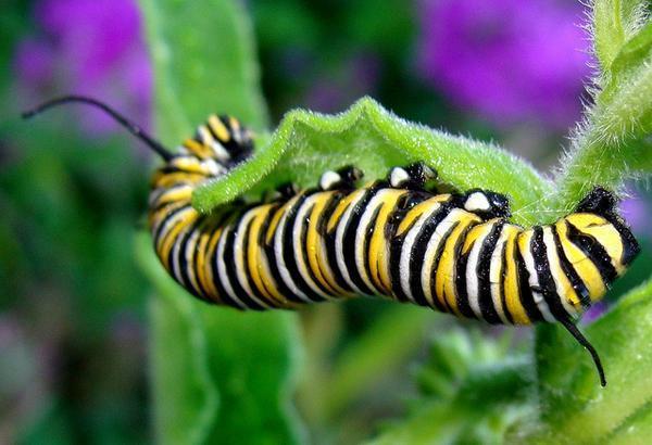 Black, yellow & white striped caterpillar munching on leaves.