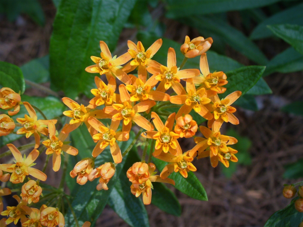 close up on a cluster of pale orange flowers.