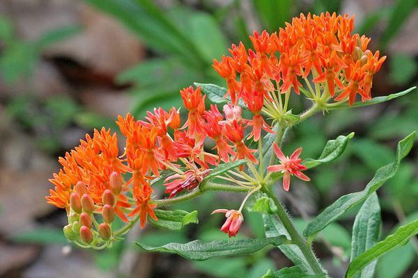 Clusters of orange flowers.