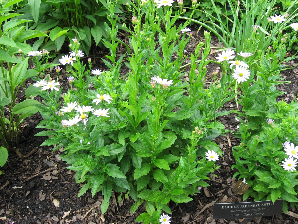 Aster pinnatifida