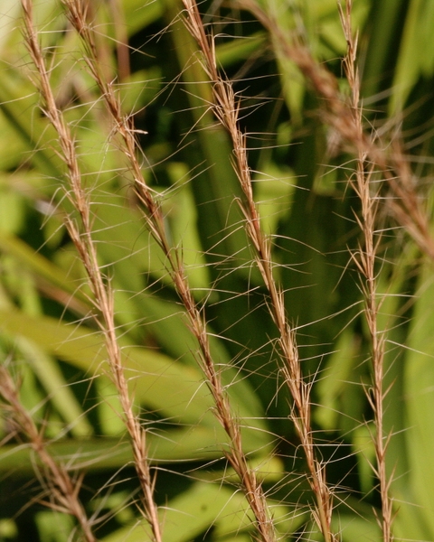 Aristida stricta var. beyrichiana
